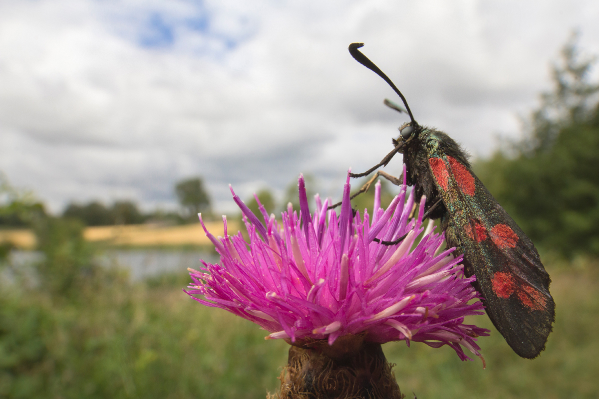 Six Spot Burnet Moth 1